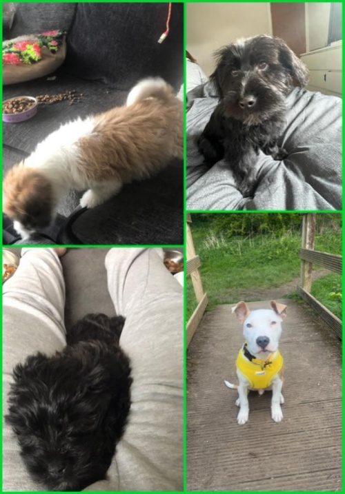 Therapets with puppies